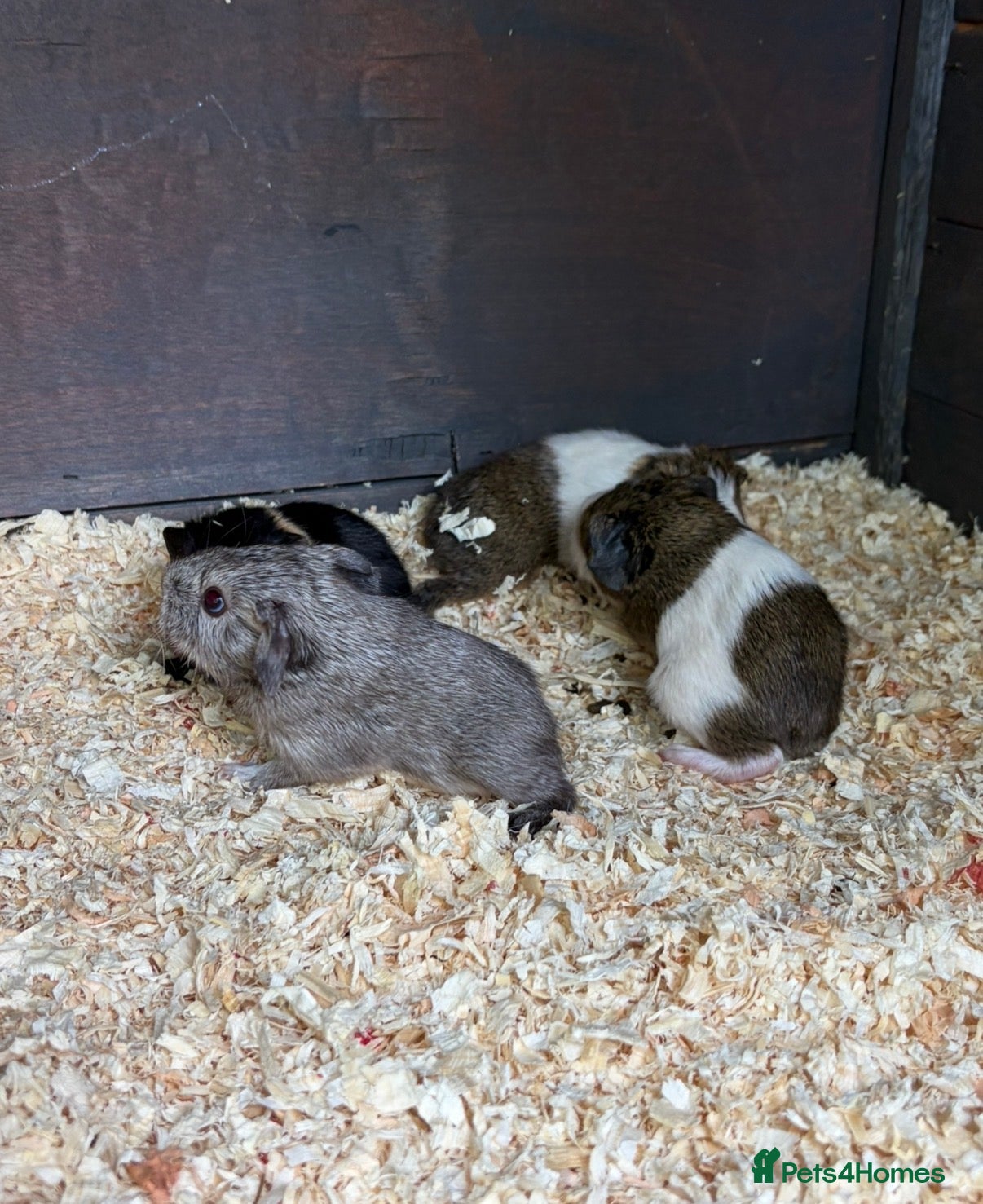 Guinea Pig rodents Baby boy guinea pigs for sale - Advert 1