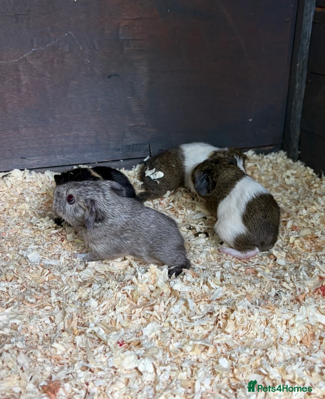 Guinea Pig rodents for sale: Baby boy guinea pigs for sale - Advert 1