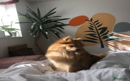 Pomeranian dogs for sale: Pomerain male dog for sale - Image 5