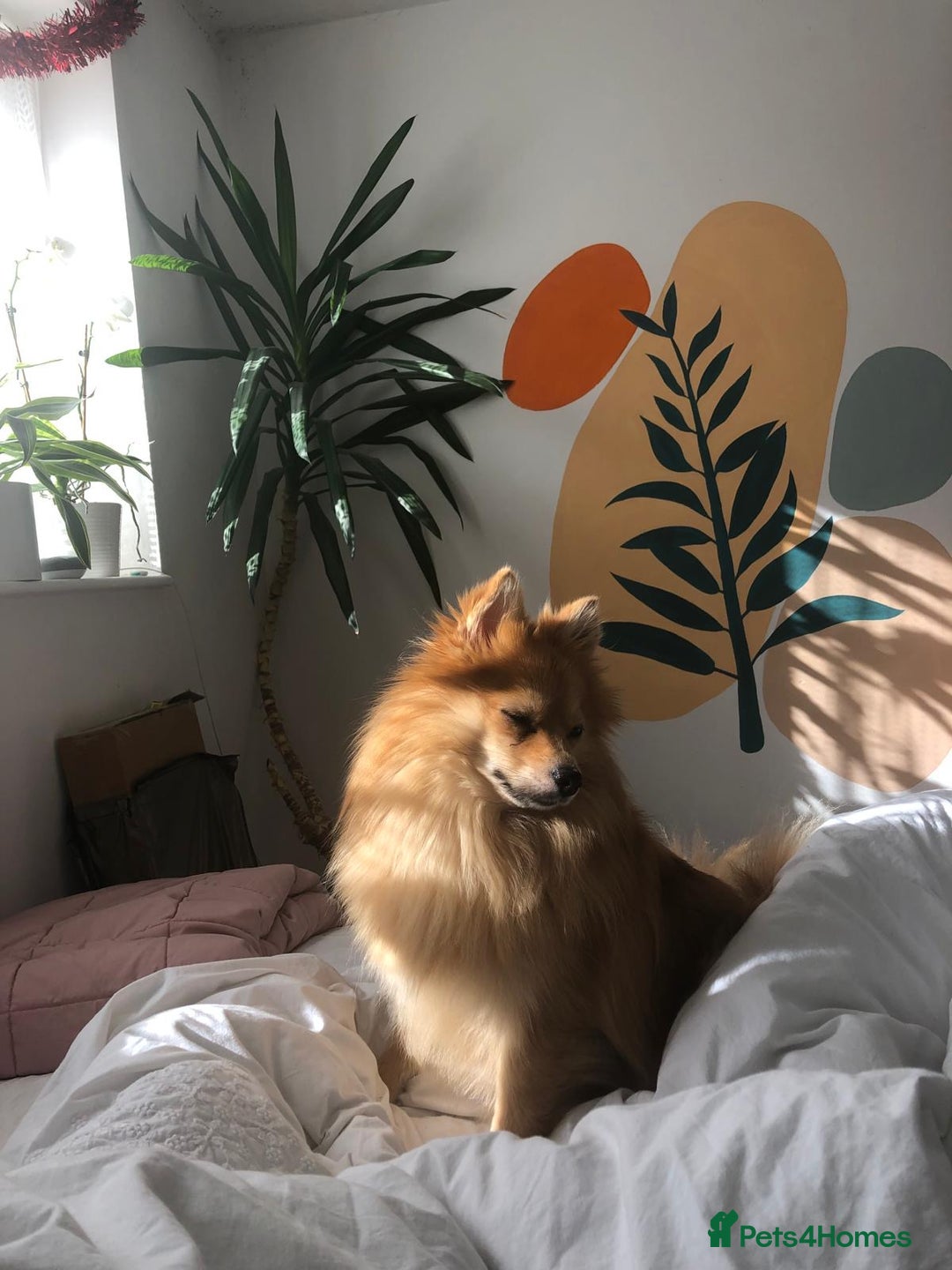 Pomeranian dogs for sale: Pomerain male dog for sale - Image 5