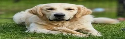 Golden Retriever dogs for stud: RKC Kensesqui Karamel Sutra - Advert 1