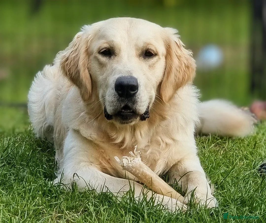 Golden Retriever dogs for stud: RKC Kensesqui Karamel Sutra - Advert 1