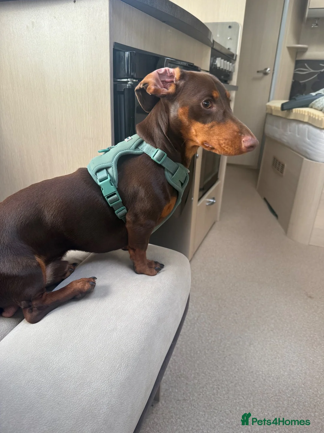 Miniature Dachshund dogs for sale: Murphy  in Plymouth - Advert 2