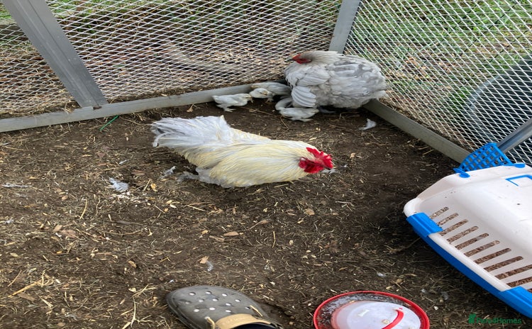 Chickens poultry - Advert 6