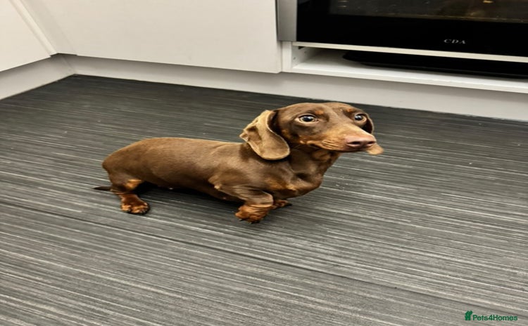 Dachshund dogs - Advert 1