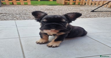 French Bulldog dogs - Advert 14