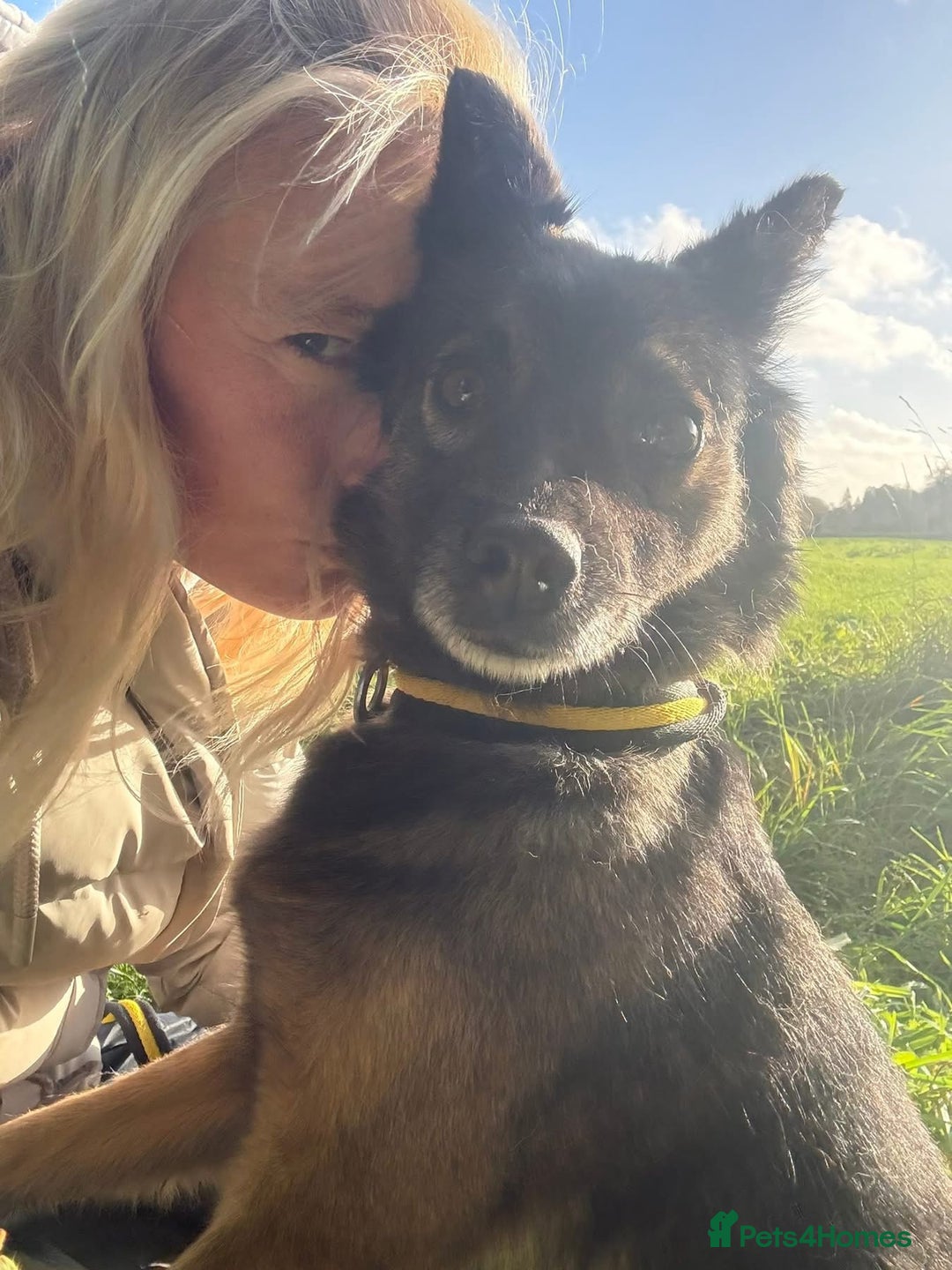 Mixed Breed dogs for adoption: Shona - Norwich Norfolk  - Advert 2