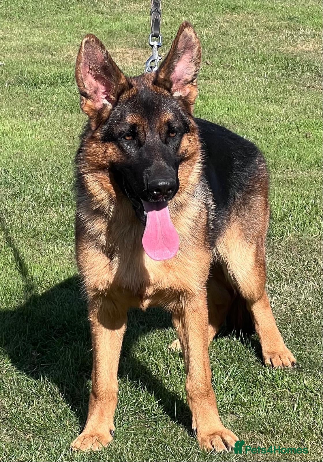 German Shepherd dogs 7 month old GSD Female - Advert 1