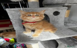 Maine Coon cats for sale: Ginger Polydactyl Main Coon kittens available - Image 11