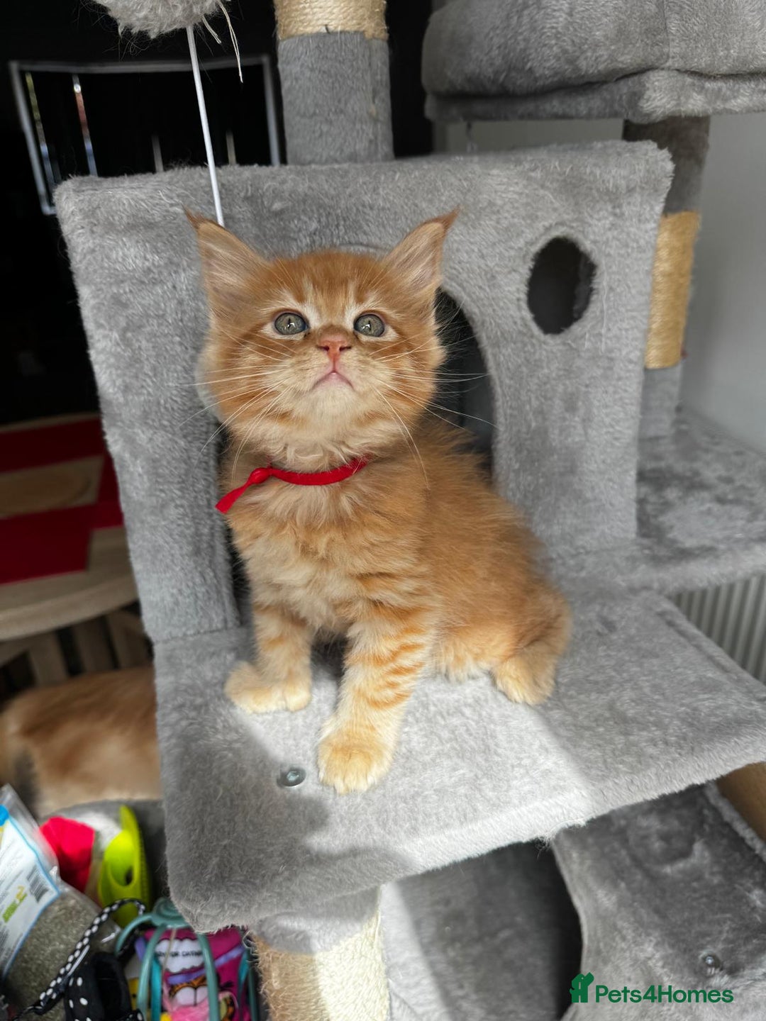 Maine Coon cats for sale: Ginger Polydactyl Main Coon kittens available - Image 11