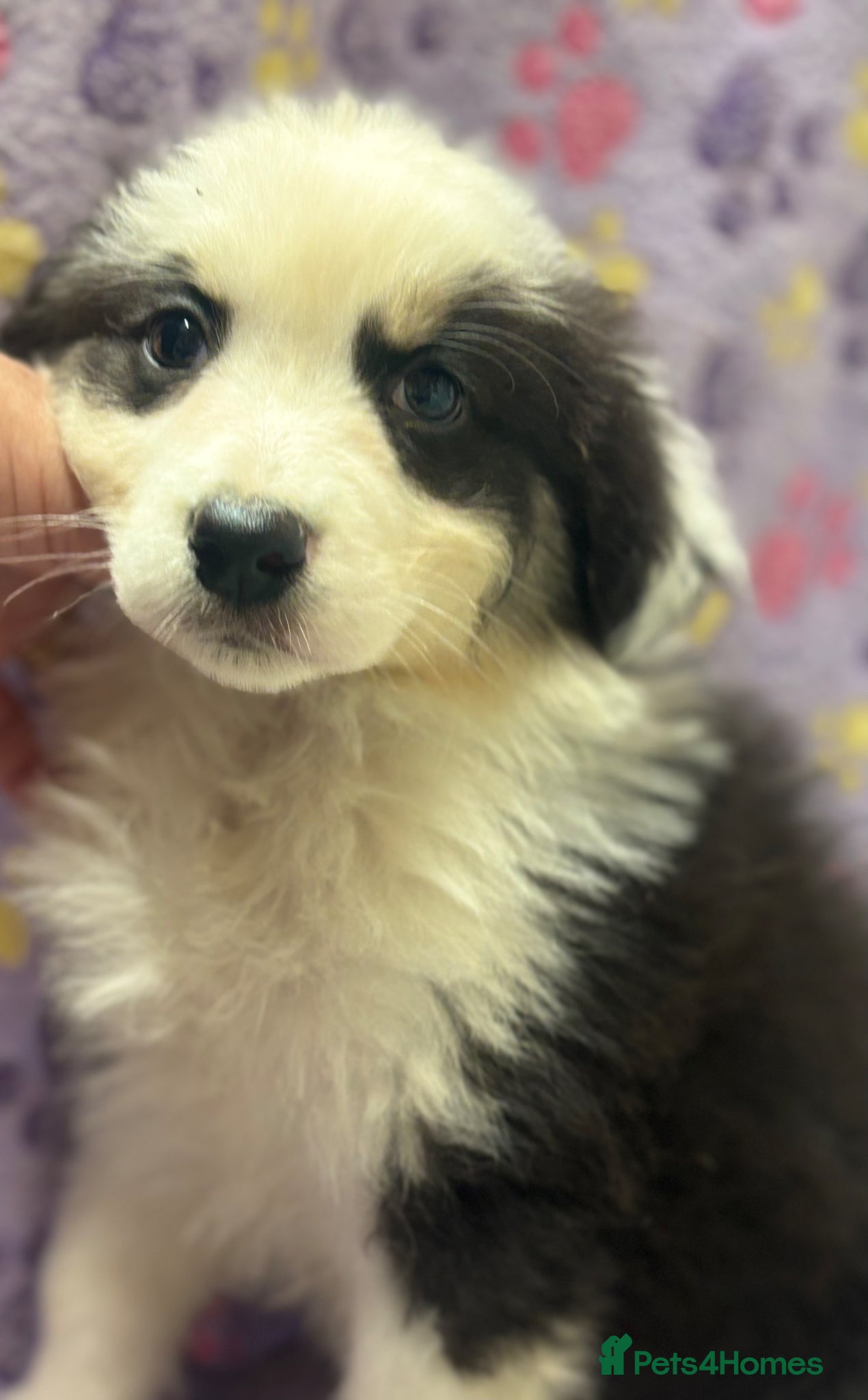 Australian Shepherd dogs Beautiful Pedigree Australian Shepherd puppies - Advert 2