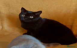 British Shorthair cats for sale: Beautiful British shorthairs - Image 5