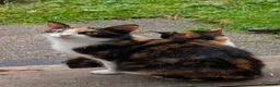 Mixed Breed cats for sale: 2 Girls ready now! - Advert 7