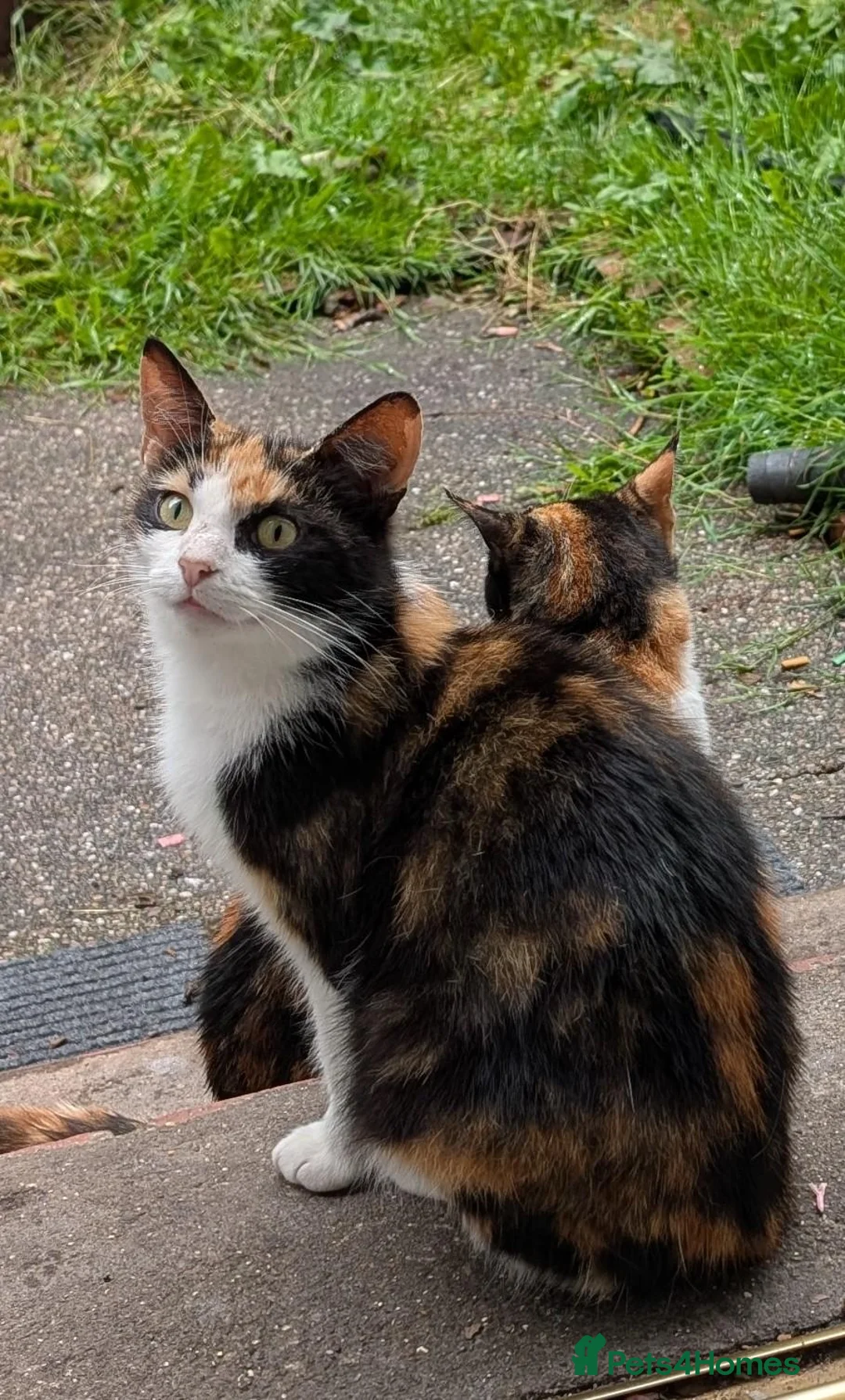 Mixed Breed cats for sale: 2 Girls ready now! - Advert 7