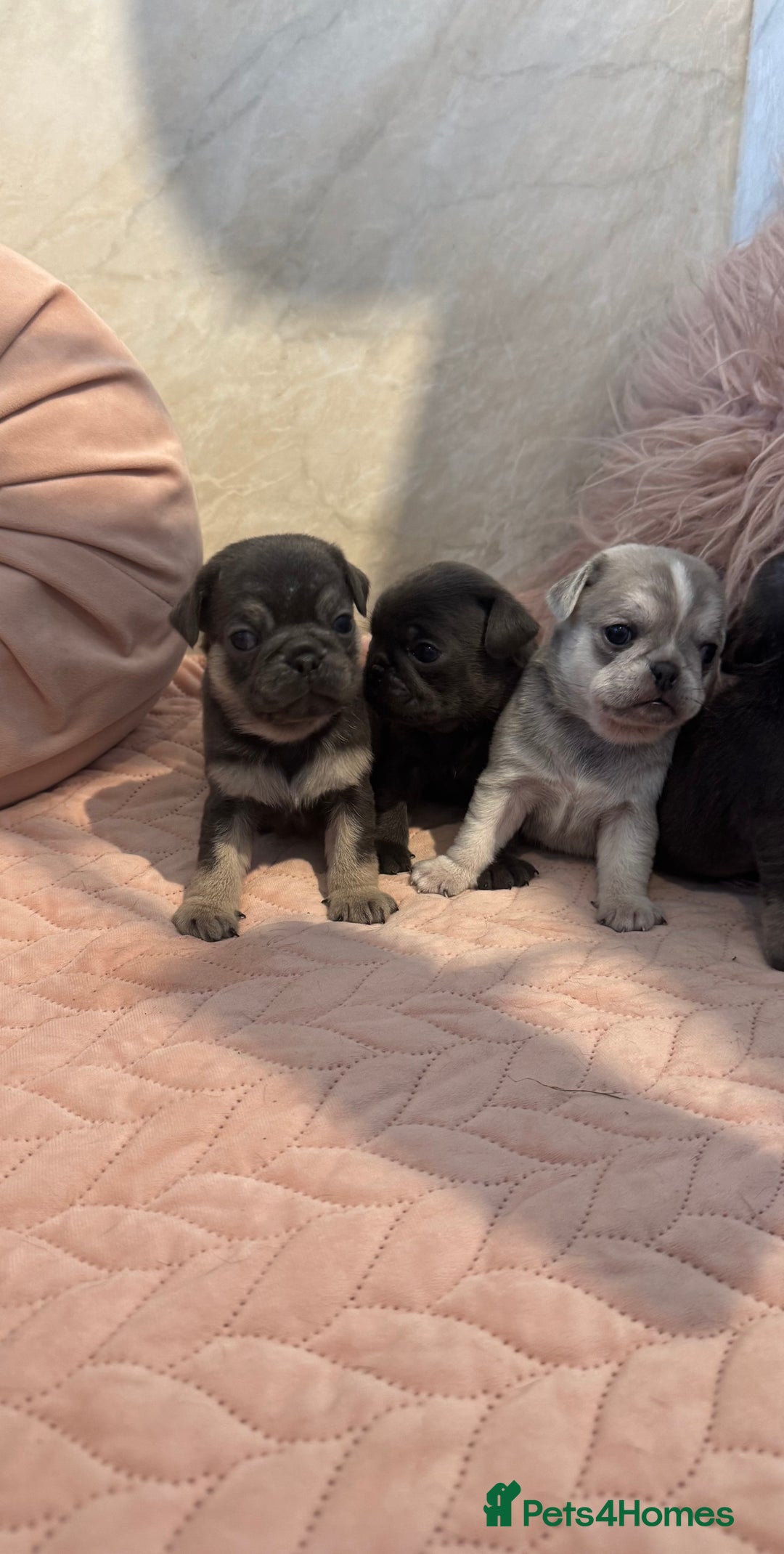 Pug dogs for sale: Only 2 left! Rare coloured pug puppies available  - Advert 23