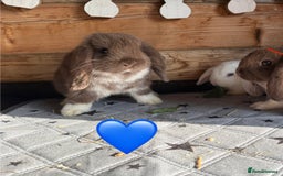Mini Lop rabbits for sale: 4 beautiful mini lop babies  - Image 2