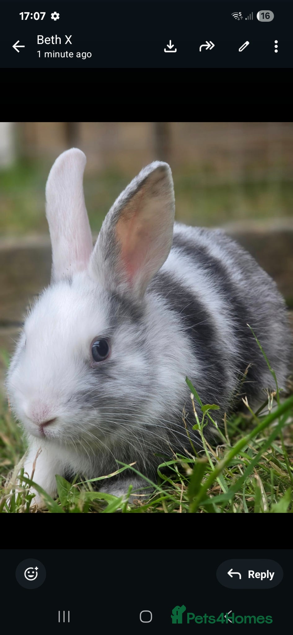 Mixed Breed rabbits Fluffy lionhead cross rabbits - Advert 11