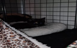 British Shorthair cats for sale: Boy kitten  - Image 2