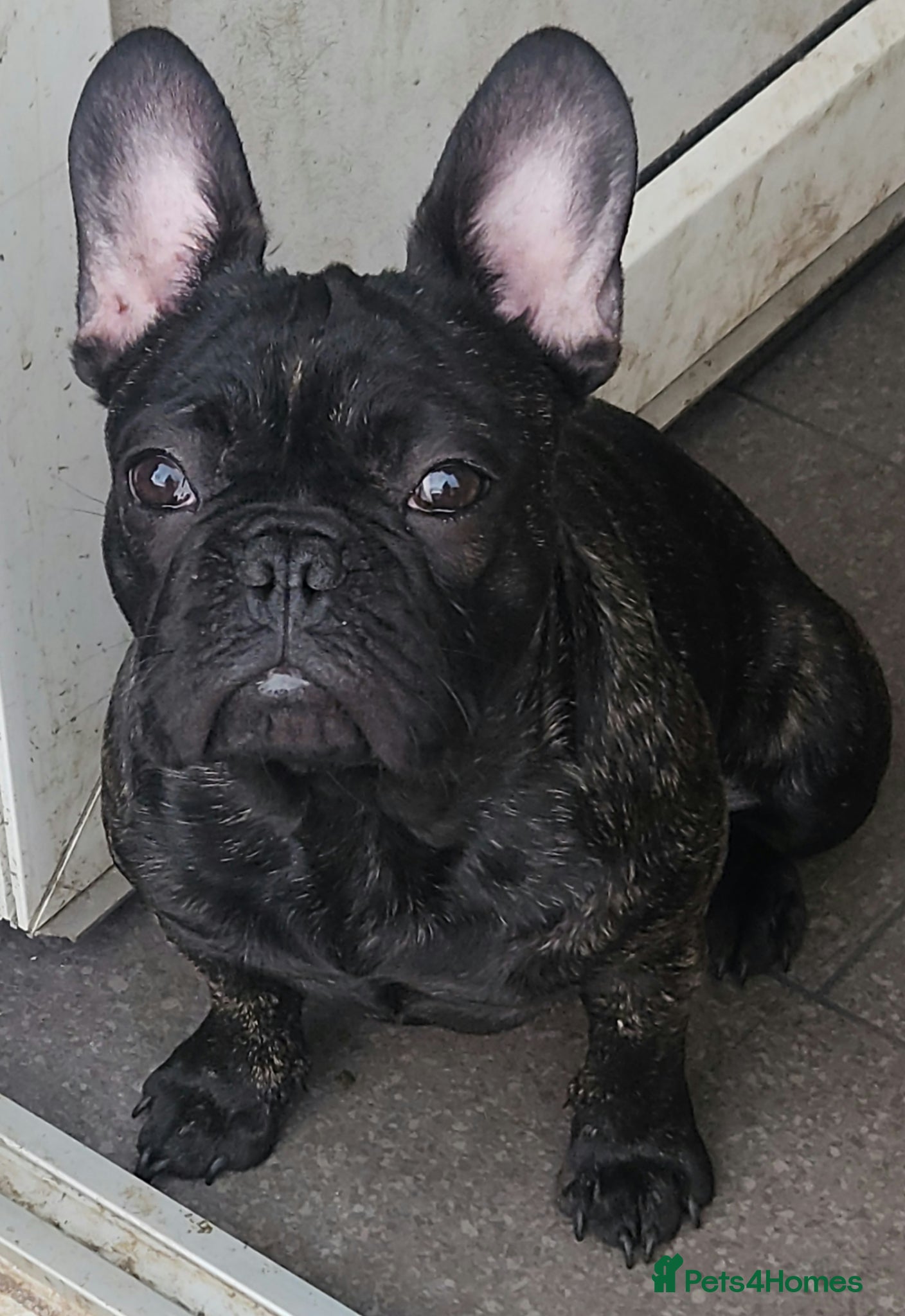 French Bulldog dogs Beautiful Frenchies Puppy's For Sale  - Advert 8