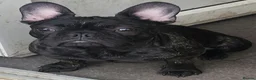French Bulldog dogs for sale: Beautiful Frenchies Puppy's For Sale  - Advert 7
