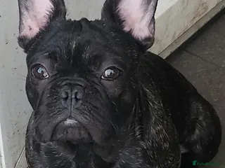 French Bulldog dogs Beautiful Frenchies Puppy's For Sale - Advert 8