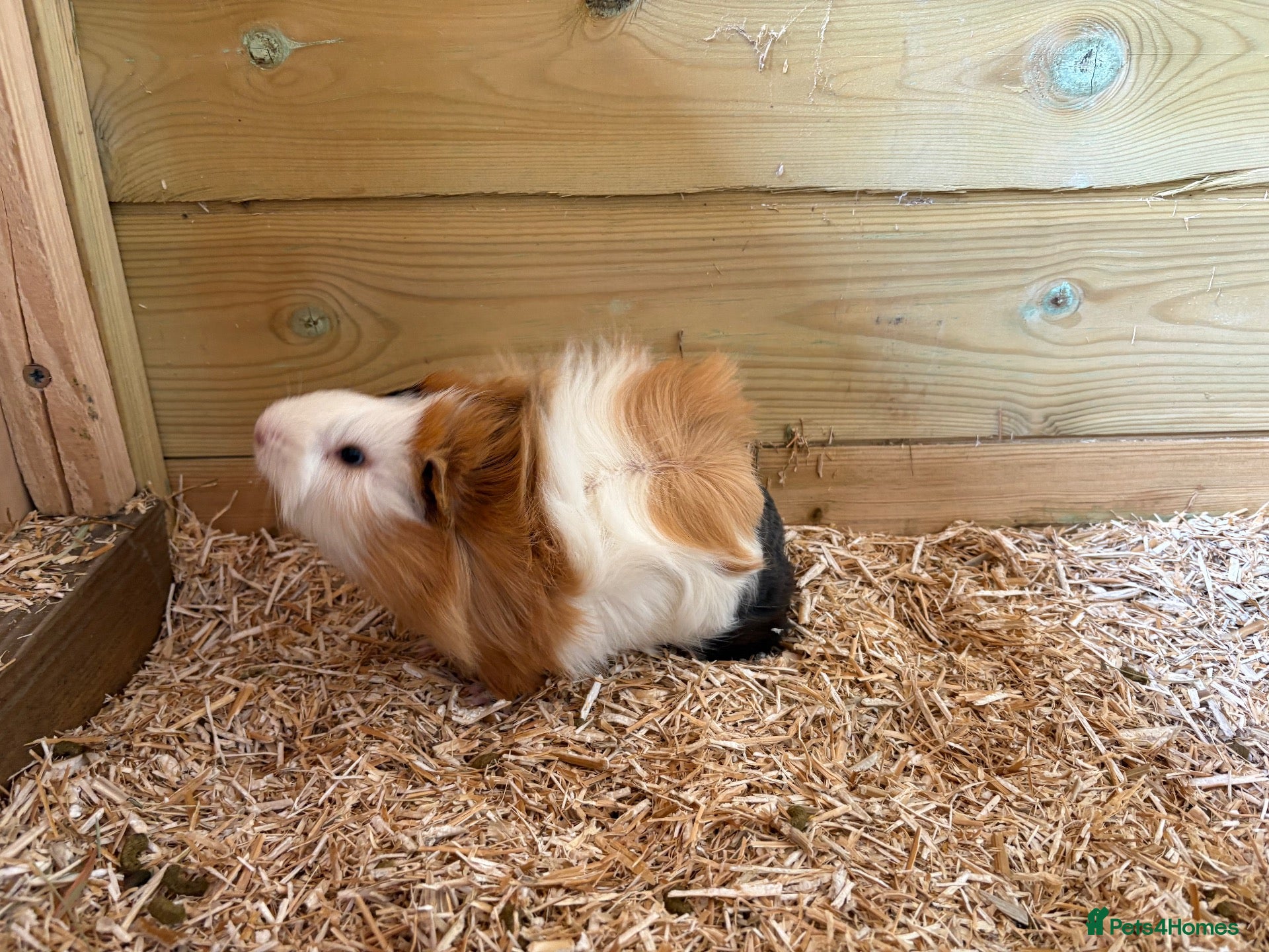 Guinea Pig rodents Please help rehome these boys - Advert 7