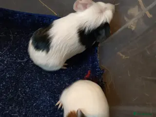 Guinea Pig rodents Baby male guinea pigs and females - Advert 21