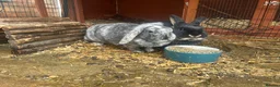 Rex rabbits for sale: 2 female rabbits  - Advert 1
