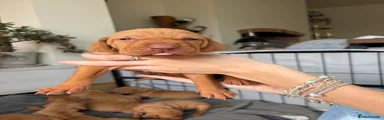 Hungarian Vizsla 2