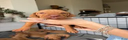 Hungarian Vizsla dogs for sale: Homebred beautiful vizslas - Advert 9