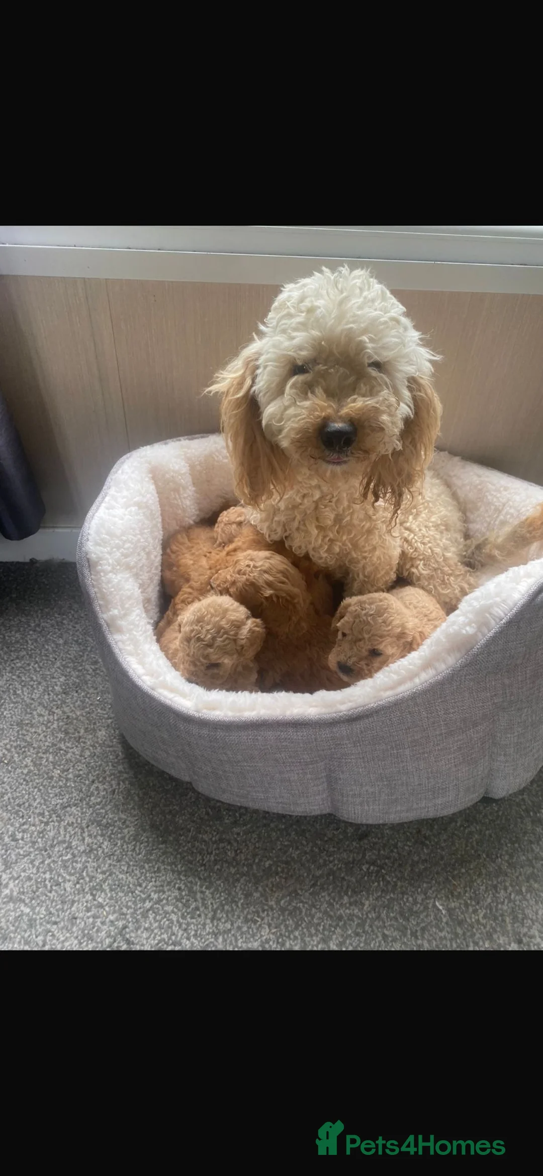 Miniature Poodle dogs for sale: Kc Reg Miniature Poodles Available Now - Advert 2