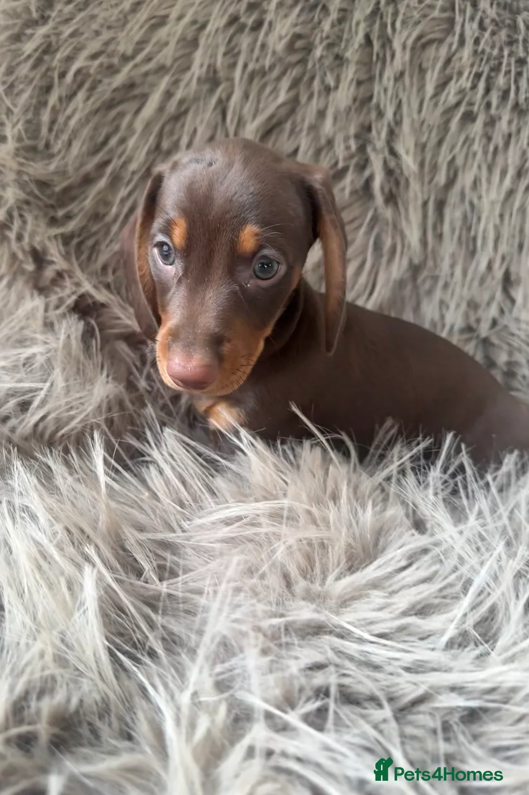 Miniature Dachshund dogs for sale: Two female mini dachshunds - Advert 2