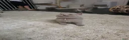 British Shorthair cats for sale: 9 Beautiful British Shorthairs - Advert 20