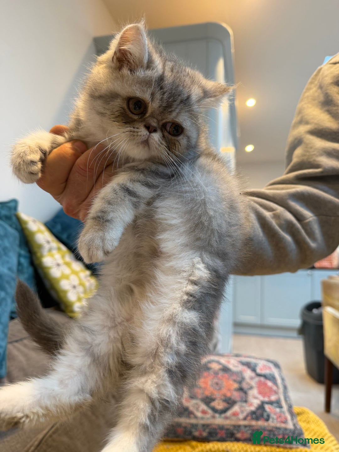 Exotic cats for sale: REDUCED Beautiful Exotic kittens  - Advert 6