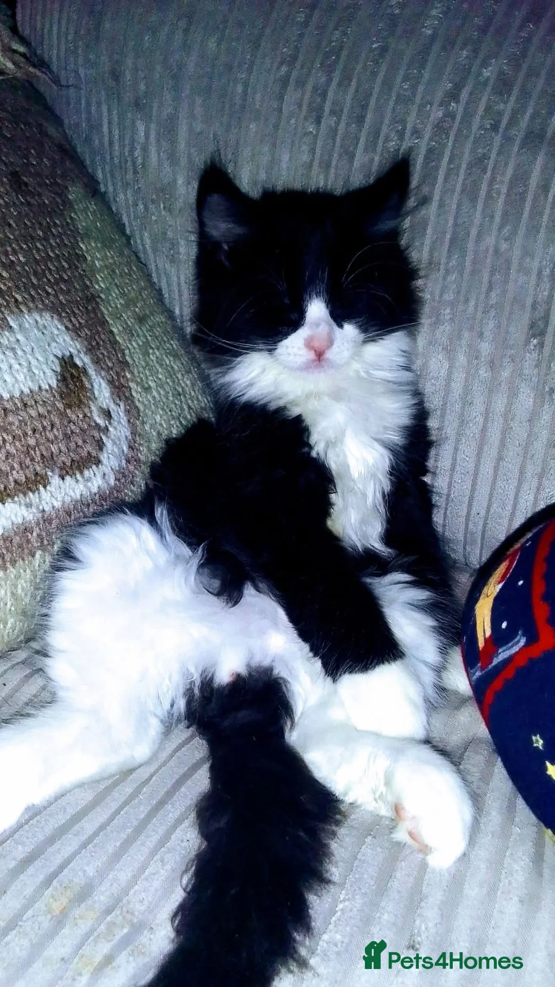 RagaMuffin cats for sale: 7 month old female ragamuffin for sale. - Advert 2