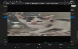 British Shorthair cats for sale: Beautiful female kitten - Image 3
