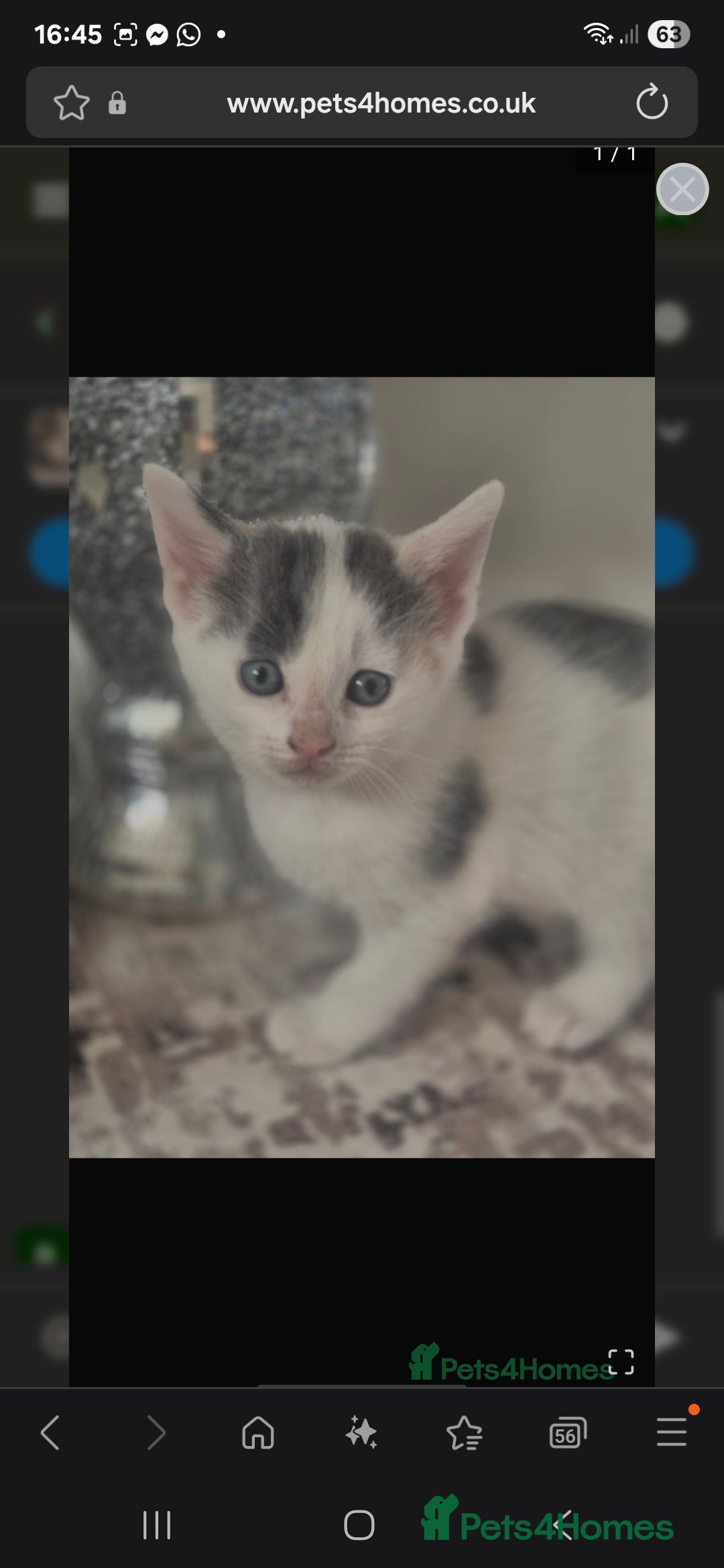 British Shorthair cats for sale: Beautiful female kitten - Image 3