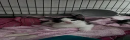 Mixed Breed cats for sale: 5 kittens for sale  in Slough - Advert 33