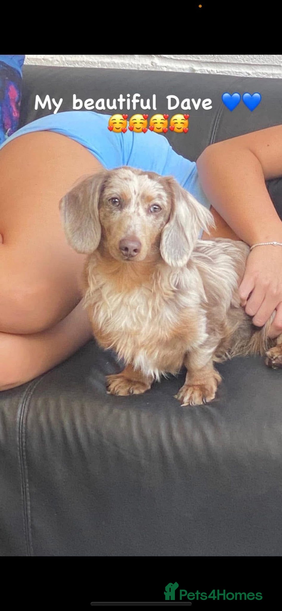 Miniature Dachshund dogs for sale: Fluffy carrier Miniature daschound puppies 🐶  - Image 12