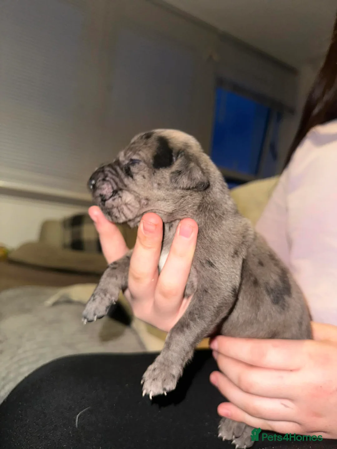 Mixed Breed dogs for sale: Daniffs (Great Dane  ** tiff) - Advert 5