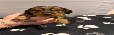 Miniature Dachshund Puppy 5