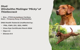 Labrador Retriever dogs for sale: KC Reg ‘Fox Red’ Labrador Retrievers  - Image 5