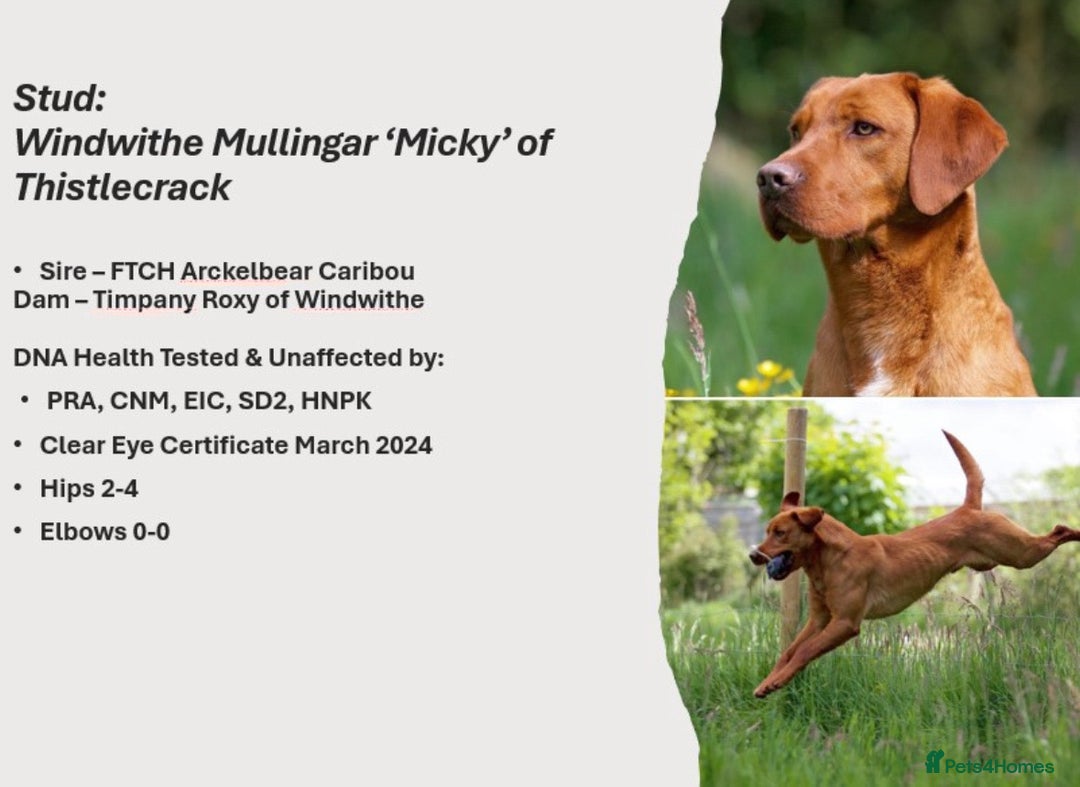 Labrador Retriever dogs for sale: KC Reg ‘Fox Red’ Labrador Retrievers  - Image 5