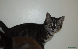 Bengal cats for sale: BEAUTIFUL HALF BENGAL KITTENS - Image 7