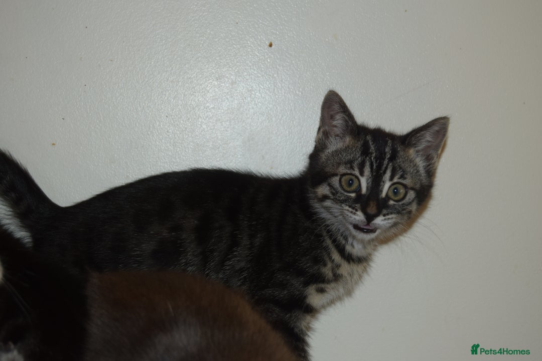 Bengal cats for sale: BEAUTIFUL HALF BENGAL KITTENS - Image 7