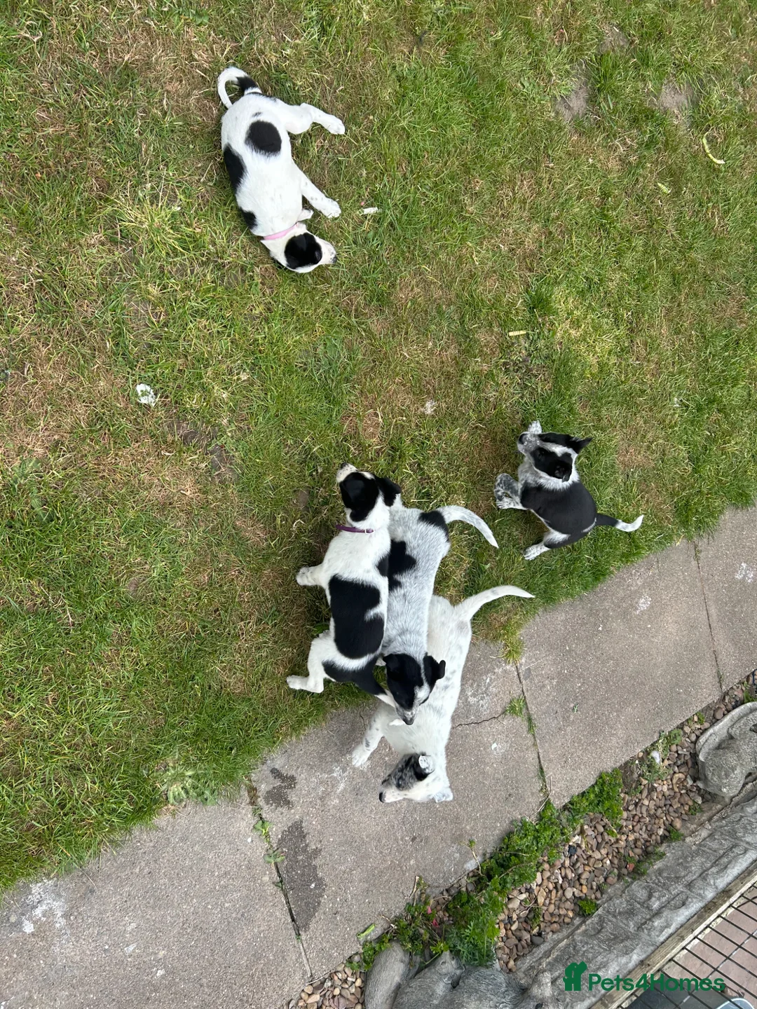 Mixed Breed dogs for sale: Australian cattle dog X Collie Greyhound  - Advert 19