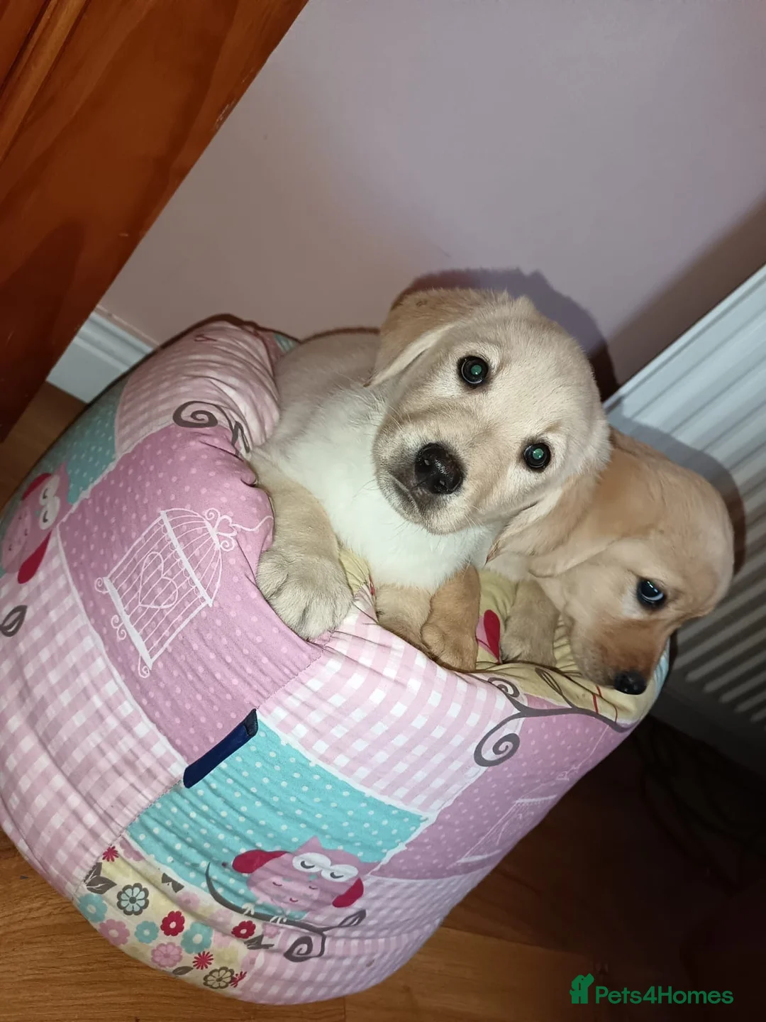 Labrador Retriever dogs for sale: Labrador pups - Advert 4