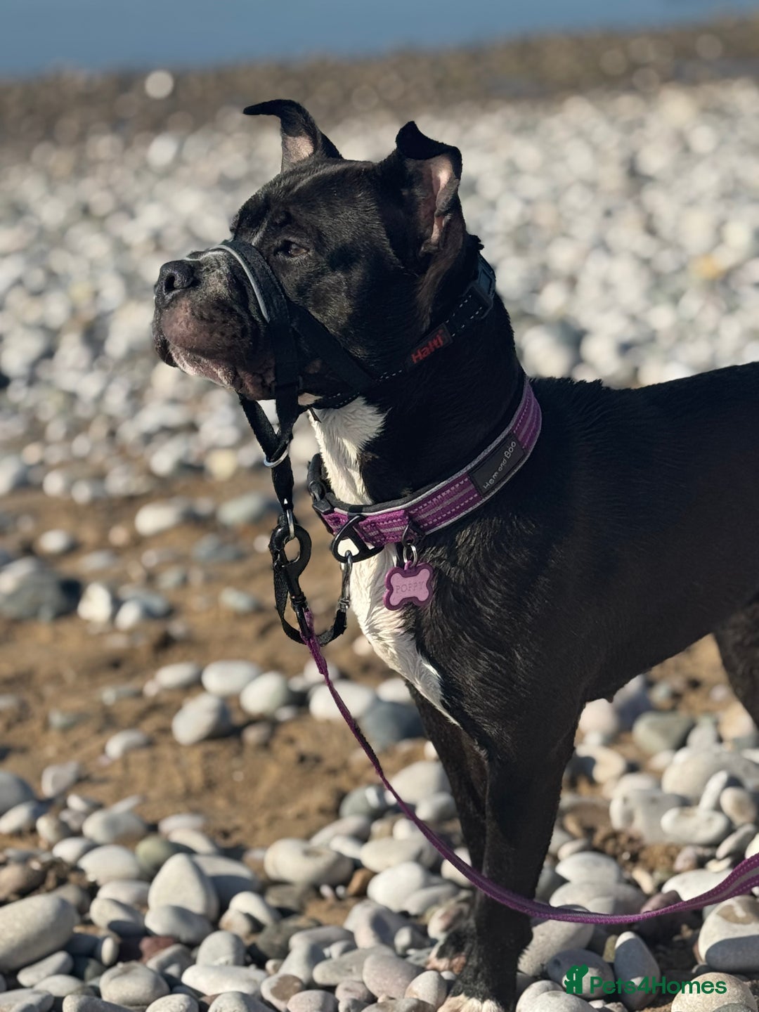 Mixed Breed dogs for sale: Poppy - Image 7