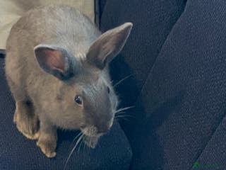 Mixed Breed rabbits Male Rabbit - Advert 1