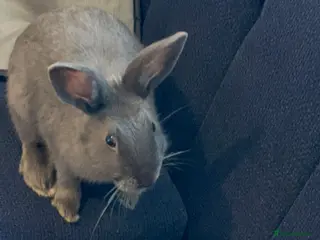 Mixed Breed rabbits Male Rabbit - Advert 7